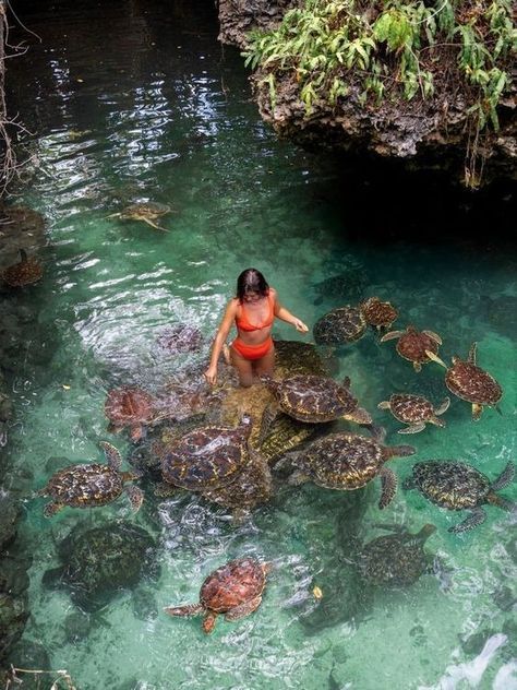 Turtle Encounters